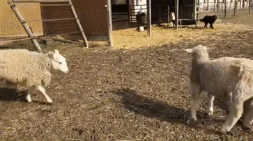 4e11755f-44d5-fc15-7c05-028866b921bf.gif Sheep and a large white dog mingle and nuzzle in a farmyard pen.