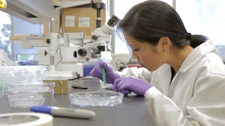 Health+Medicine+GIF+by+University+of+California.gif A woman in a lab coat and purple gloves uses a pipette over a petri dish beside a microscope.