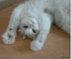 A white fluffy cat lies upside down on its back, reaching a paw forward.