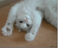 Cat+Moving+GIF.gif A white fluffy cat lies upside down on its back, reaching a paw forward.