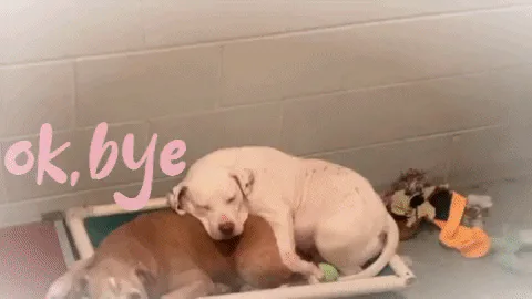 Two dogs cuddle together on a shelter cot as on-screen text reads 'ok, bye.'
