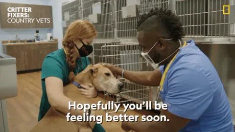 aa1ba316-0bba-fbcc-3223-e7347c5e0b61.gif A veterinarian in scrubs comforts a dog on an exam table as the caption reads 'Hopefully you'll be feeling better soon.'