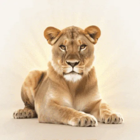 An illustrated lioness lies in golden light as glowing text reading 'Queen Energy' rotates above her.