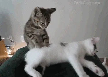 A gray tabby kitten grooms a white kitten lying on a green cushion.
