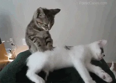 Cat+Relax+GIF.gif A gray tabby kitten grooms a white kitten lying on a green cushion.