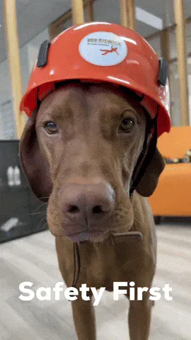 Helmet+Happy+Dog+GIF+by+Van+Riswick.gif A brown dog wears an orange hard hat, captioned 'Safety First.'
