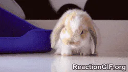 A small white and tan rabbit grooms itself and flops over on its side by a blue ramp.