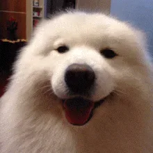 flirty+wink+GIF.gif A fluffy white dog grins with its tongue out, looking at the camera.
