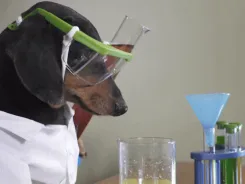gif+(3).gif A dachshund wearing a lab coat and safety goggles pours liquid between beakers on a table.