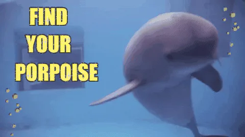 An animated dolphin bobs in a tank as on-screen text reads 'Find your porpoise.'