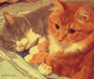 Two kittens, one gray and one orange, snuggle together on a blanket.