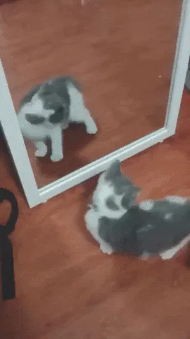 Two gray and white kittens bat at their own reflections in a floor mirror.