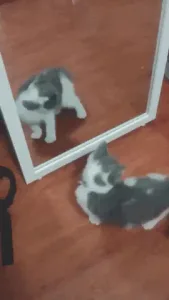 Kitten+Aww+GIF+by+MOODMAN.gif Two gray and white kittens bat at their own reflections in a floor mirror.