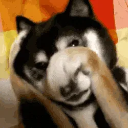 Frustrated+Big+Dog+GIF.gif A black and white dog repeatedly covers its face with a paw, looking embarrassed.