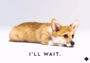 3411cb3d-3dfe-08a7-2d05-d75bb7cac054.gif A corgi puppy lies with its chin down and the caption reads 'I'll wait.'