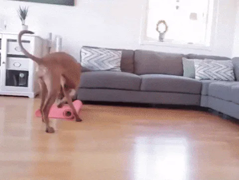 A woman kneels on a pink yoga mat reaching upward while a golden dog stands on its hind legs beside her.
