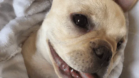 A French bulldog puppy wearing a fuzzy robe lies on a bed with its tongue out, panting happily.
